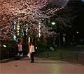上野公園　桜LEDライトアップ