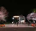 上野公園　桜LEDライトアップ